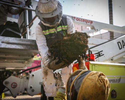 FotografoFoto Alcaldía de Medellín:Medellín conmemora el Día Mundial de las Abejas y resalta la importancia de estas para el medio ambiente y la vida.